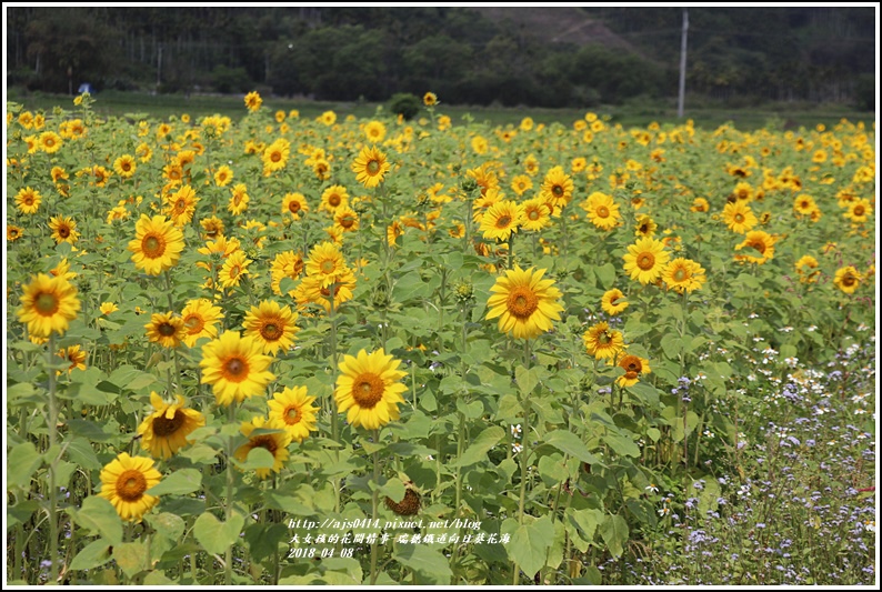 瑞穗鐵道向日葵花海-2018-04-09.jpg