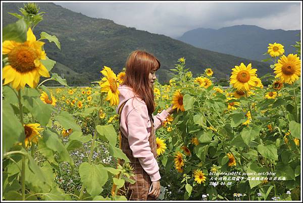 瑞穗鐵道向日葵花海-2018-04-17.jpg