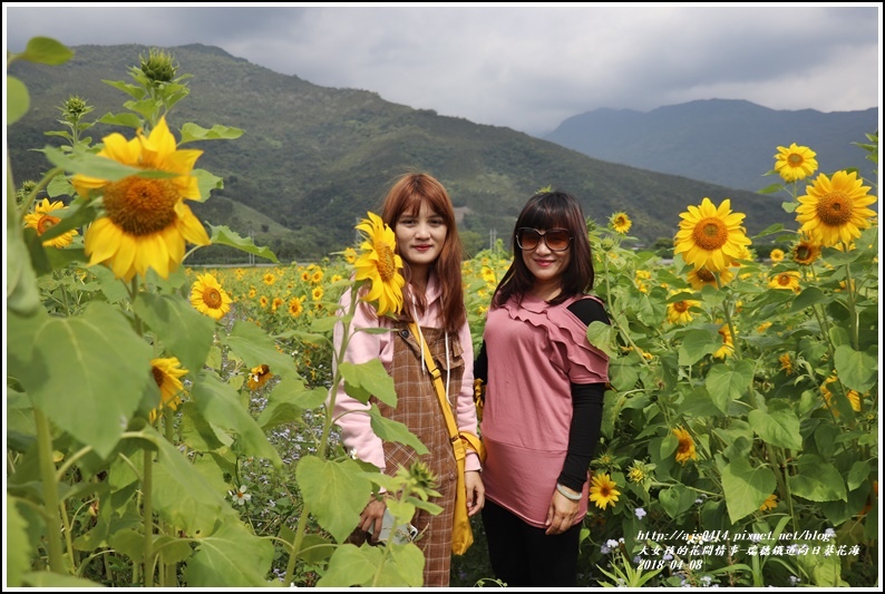 瑞穗鐵道向日葵花海-2018-04-18.jpg