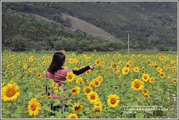 瑞穗鐵道向日葵花海-2018-04-28.jpg