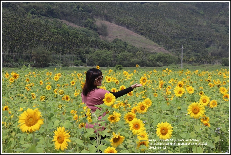 瑞穗鐵道向日葵花海-2018-04-29.jpg