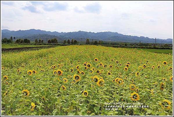 瑞穗鐵道向日葵花海-2018-04-32.jpg