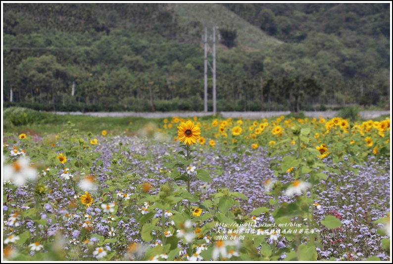 瑞穗鐵道向日葵花海-2018-04-36.jpg