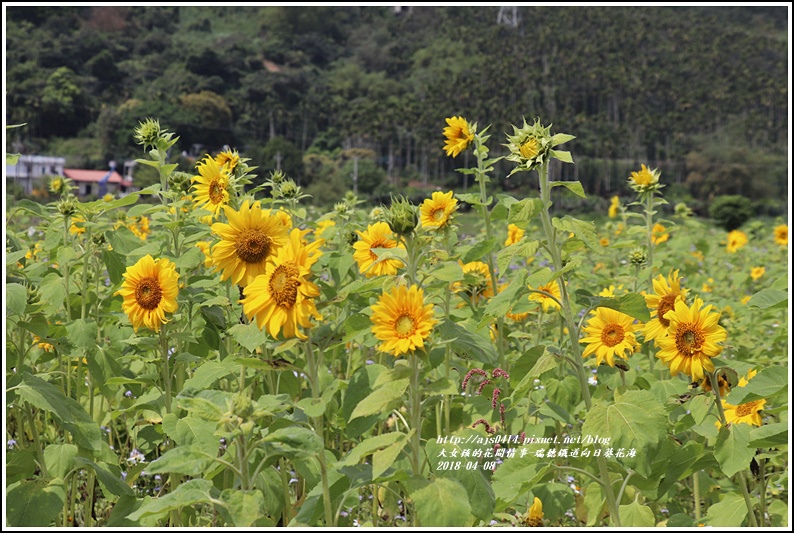 瑞穗鐵道向日葵花海-2018-04-37.jpg