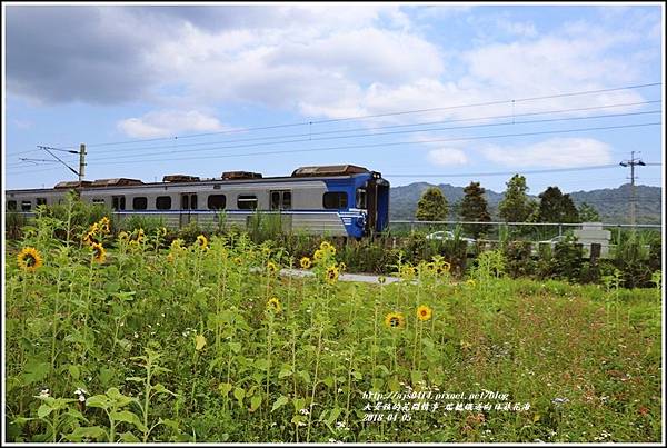 瑞穗鐵道向日葵花海-2018-04-38.jpg