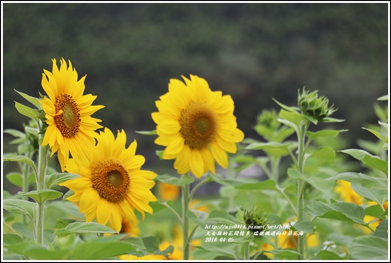 瑞穗鐵道向日葵花海-2018-04-40.jpg