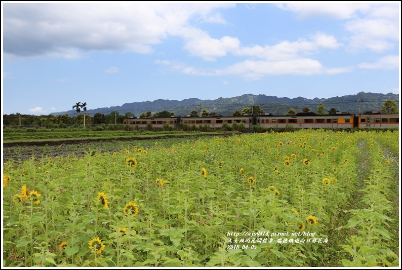 瑞穗鐵道向日葵花海-2018-04-41.jpg