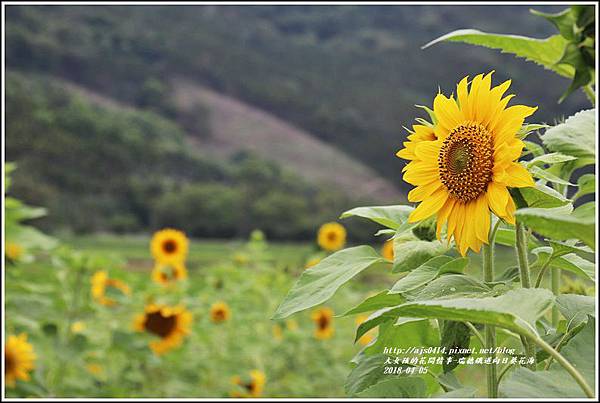 瑞穗鐵道向日葵花海-2018-04-45.jpg