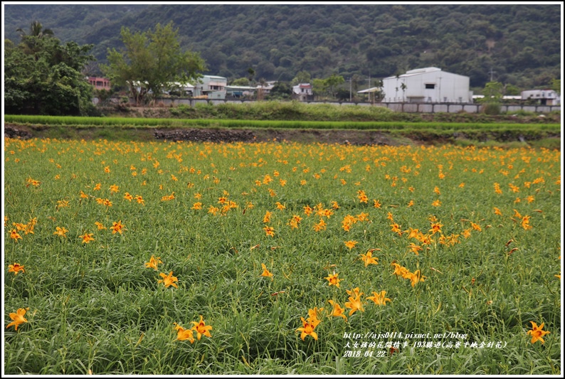 高寮平地金針花-2018-04-06.jpg