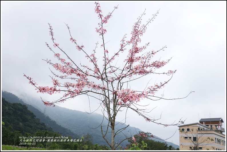 花旗木(萬榮新社區停車場)-2018-04-05.jpg