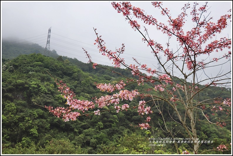 花旗木(萬榮新社區停車場)-2018-04-06.jpg