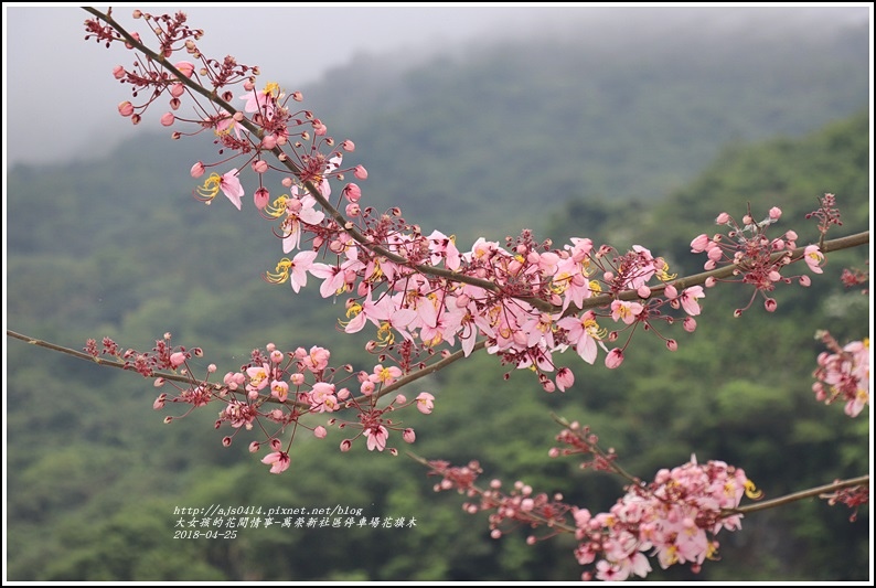 花旗木(萬榮新社區停車場)-2018-04-08.jpg