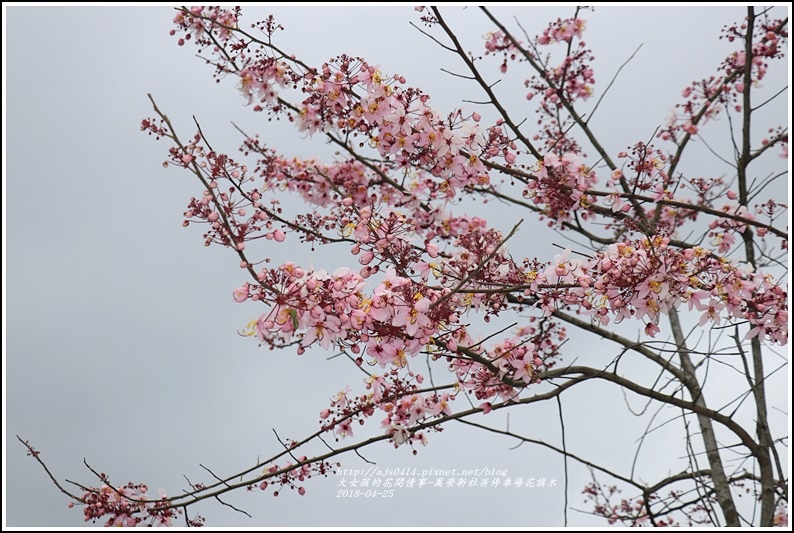 花旗木(萬榮新社區停車場)-2018-04-09.jpg