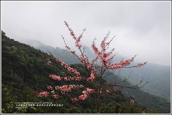 花旗木(萬榮新社區停車場)-2018-04-22.jpg