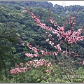 花旗木(萬榮新社區停車場)-2018-04-23.jpg