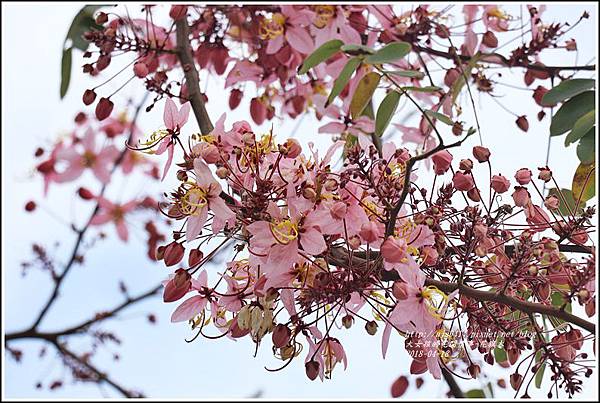 花旗木-2018-04-04.jpg