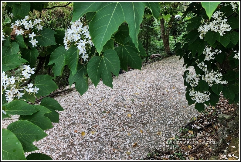 虎頭山桐花花毯-2018-04-03.jpg