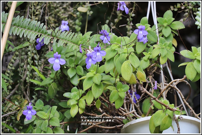 海豚花-2018-04-02.jpg