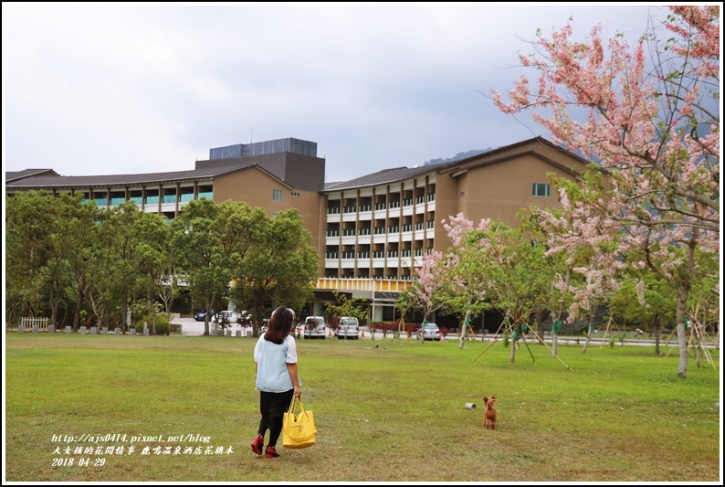 鹿鳴溫泉酒店花旗木-2018-04-08.jpg