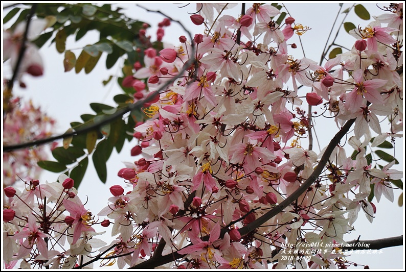 鹿鳴溫泉酒店花旗木-2018-04-13.jpg