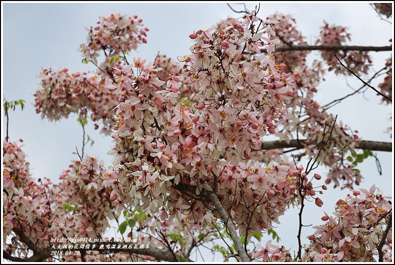 鹿鳴溫泉酒店花旗木-2018-04-16.jpg