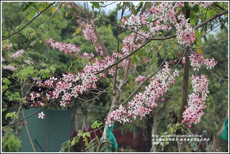 鹿鳴溫泉酒店花旗木-2018-04-26.jpg