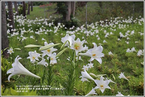 瑞穗泛舟遊客中心(鐵炮百合)-2018-05-01.jpg