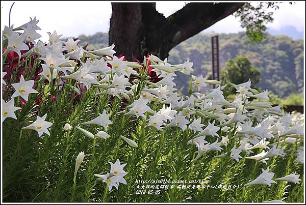 瑞穗泛舟遊客中心(鐵炮百合)-2018-05-38.jpg