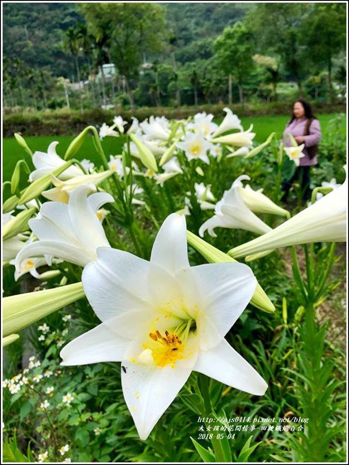 明利社區田梗鐵炮百合花-2018-05-01.jpg