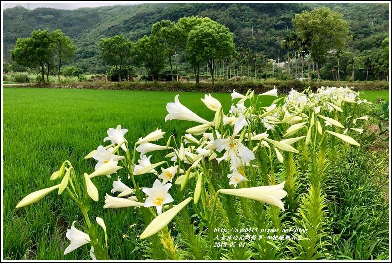 明利社區田梗鐵炮百合花-2018-05-02.jpg