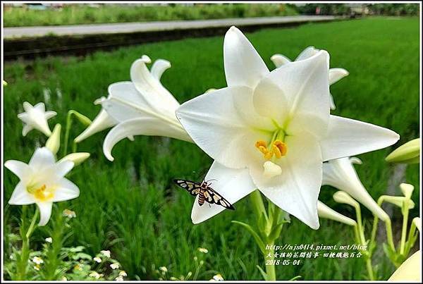 明利社區田梗鐵炮百合花-2018-05-05.jpg