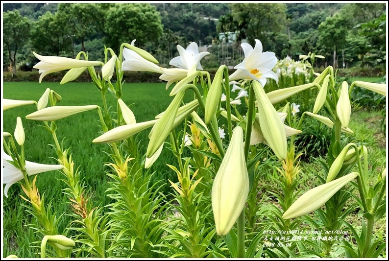 明利社區田梗鐵炮百合花-2018-05-08.jpg