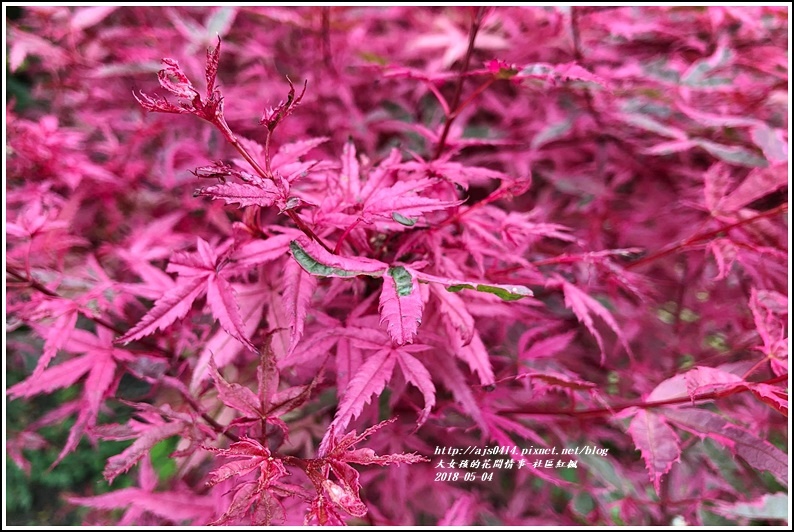 長橋社區紅楓-2018-05-05.jpg