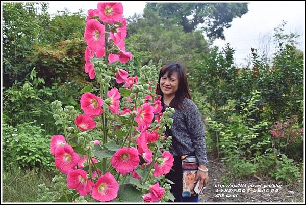 長橋社區蜀葵-2018-05-02.jpg