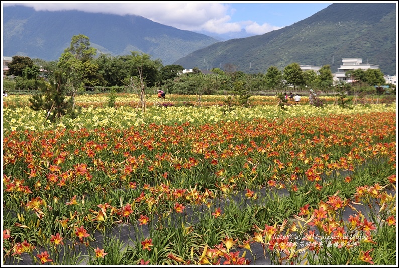 嘉德萱草園-2018-05-36.jpg