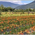 嘉德萱草園-2018-05-36.jpg