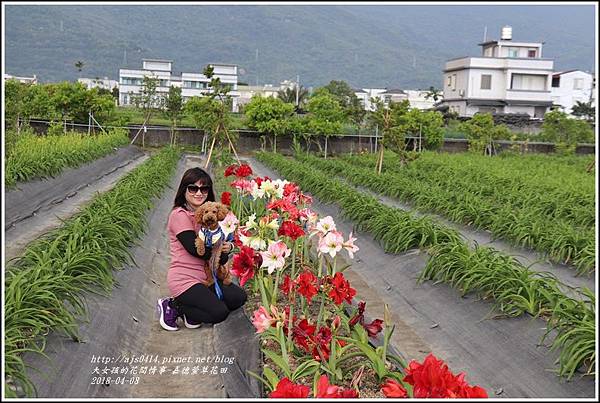 嘉德萱草花田-2018-04-08.jpg