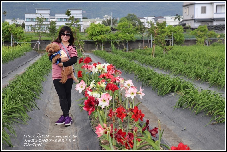 嘉德萱草花田-2018-04-09.jpg