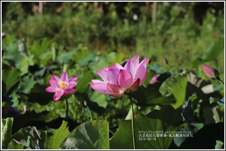 馬太鞍濕地荷花-2018-05-08.jpg