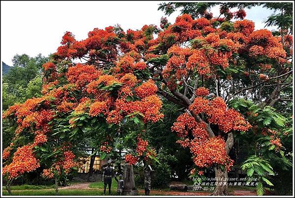 紅葉國小鳳凰木-2018-05-01.jpg