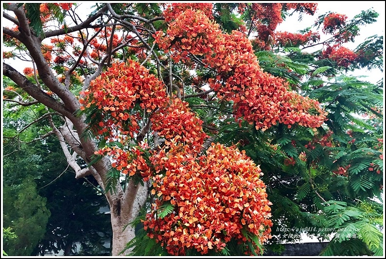 紅葉國小鳳凰木-2018-05-03.jpg