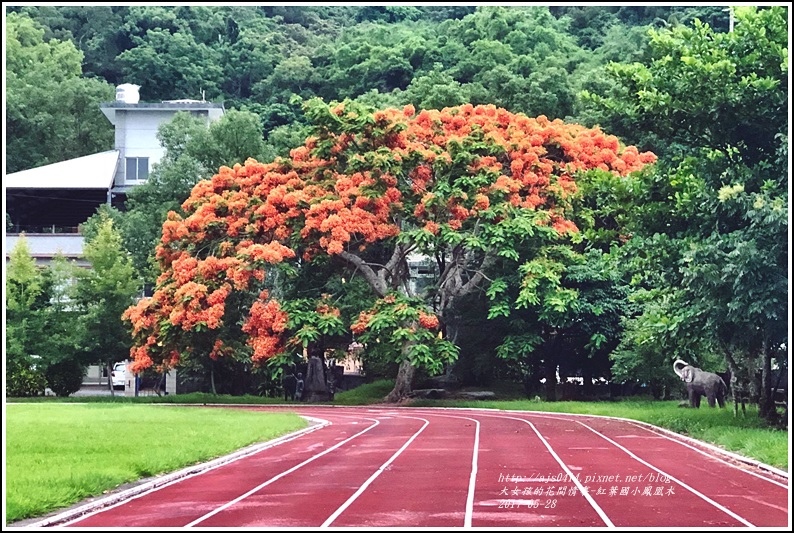 紅葉國小鳳凰木-2018-05-05.jpg