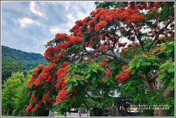 紅葉國小鳳凰木-2018-05-06.jpg