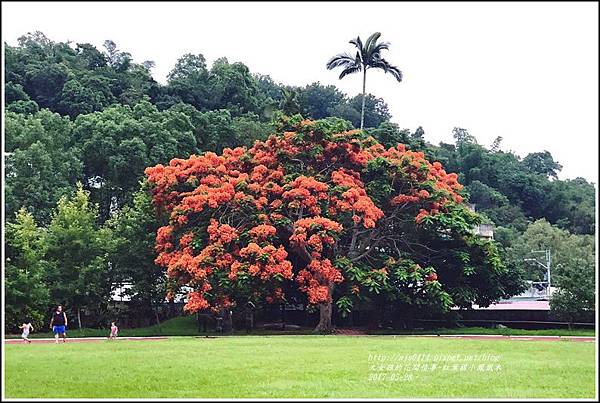 紅葉國小鳳凰木-2018-05-08.jpg