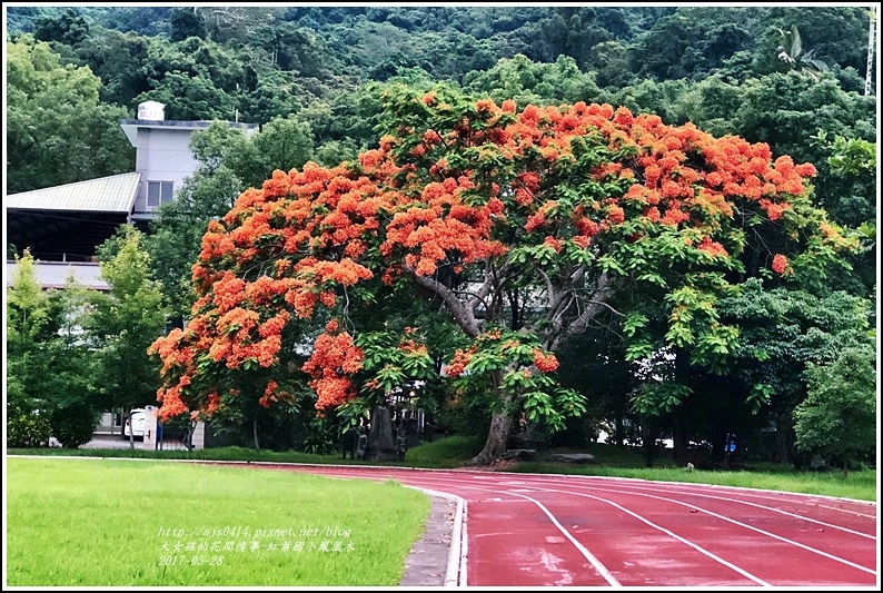 紅葉國小鳳凰木-2018-05-14.jpg