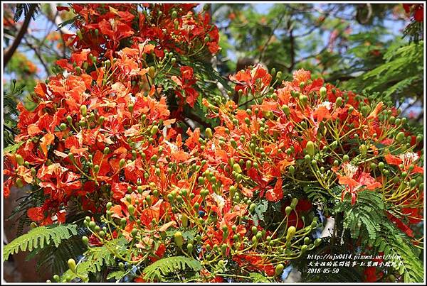 紅葉國小鳳凰木-2018-05-18.jpg