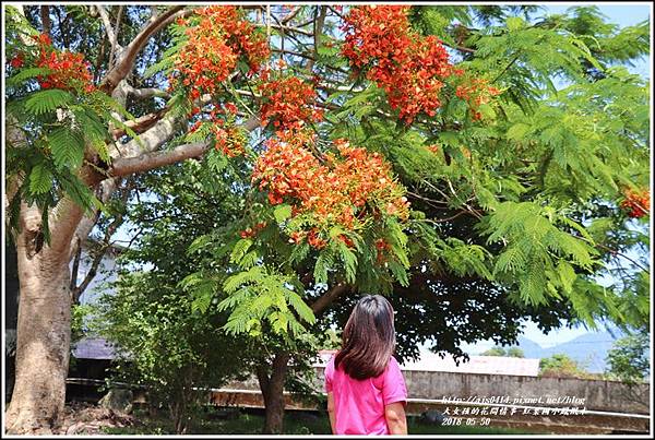 紅葉國小鳳凰木-2018-05-17.jpg