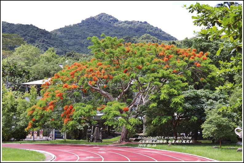 紅葉國小鳳凰木-2018-05-20.jpg