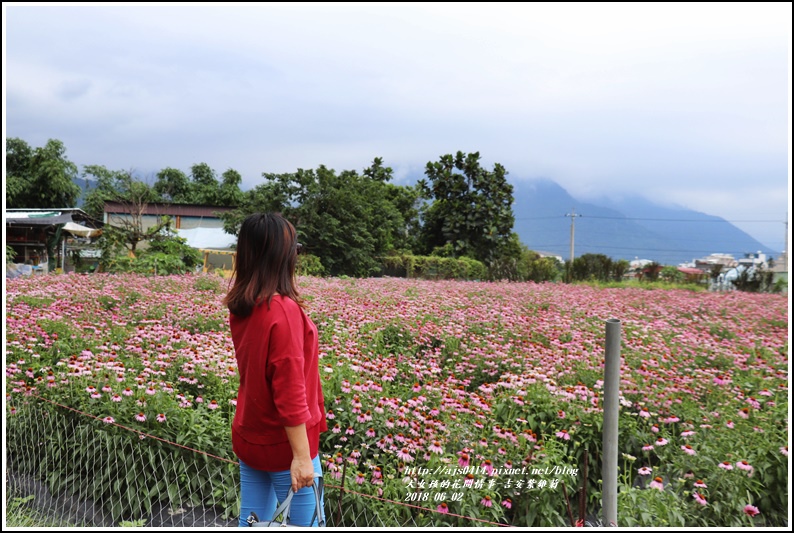 紫錐菊-2018-06-08.jpg