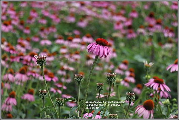 紫錐菊-2018-06-15.jpg